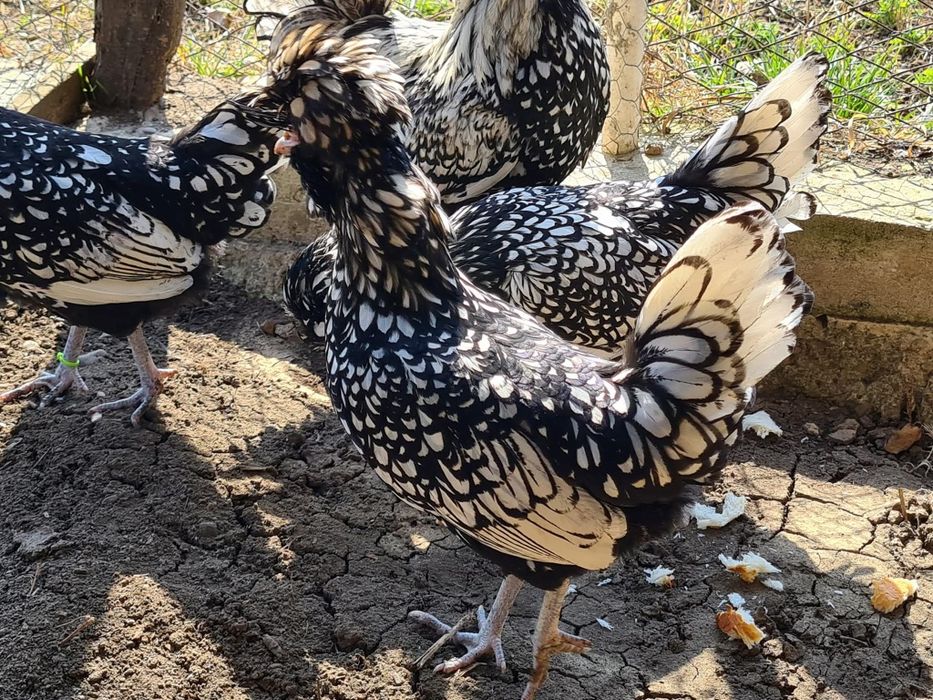 Oua incubație paduana argintie