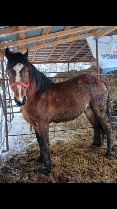 Armăsar disponibil pentru montă