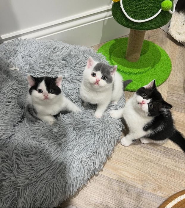 Продается породистых котят