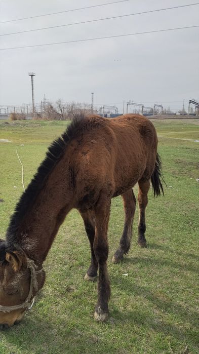Тайлар сатылады тез арада