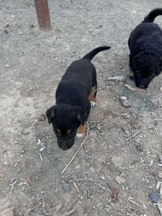 Собака күшік щенки