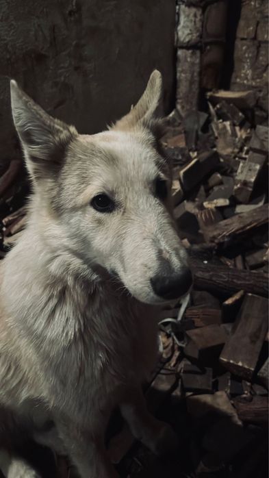 Потерялась собака