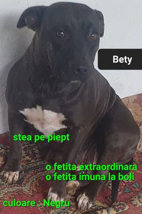 O fetita AmericanPBT doar aici