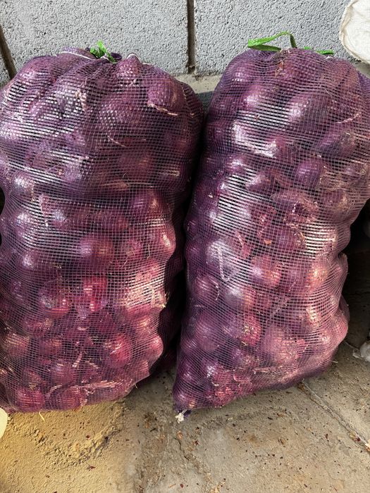 Феолетовый лук продам