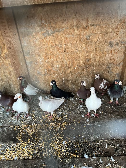 Voiajori stil vechi si Duduros