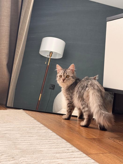 Отдам котенка в добрые руки