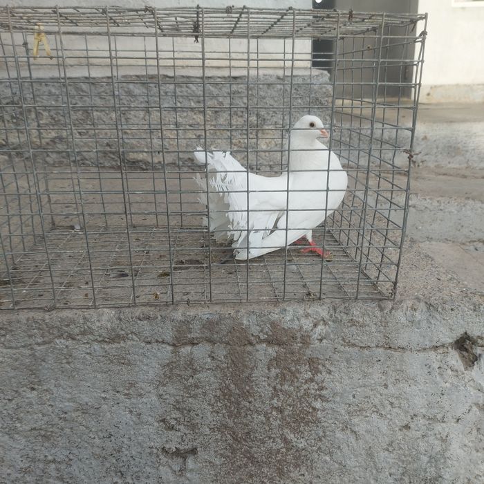 Павлин самка взрослый