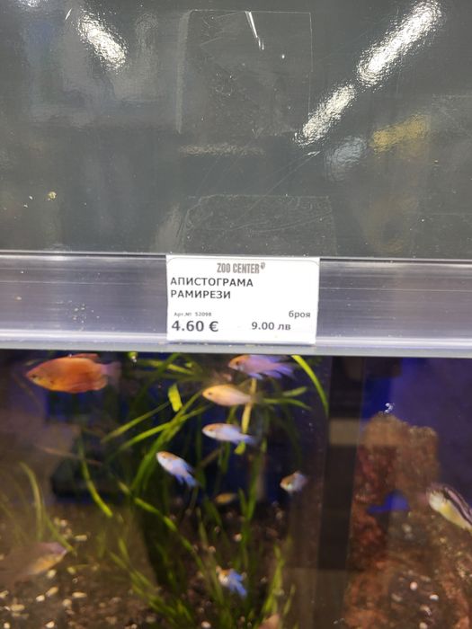 8бр. Цихлиди "джуджета" 2-5см