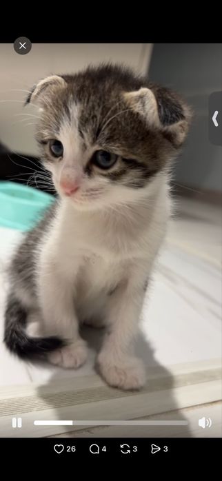 Котенок один месяц бесплатно в хорошие руки отдадим