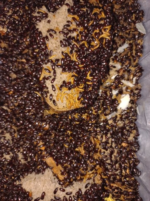 Жук знахарь(чернокнижник)