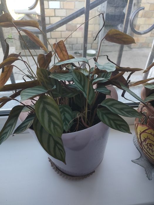 Цветок Ктенанта Маранта