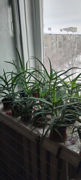 Продам Алое лечебное по 2000тг Район Бурова