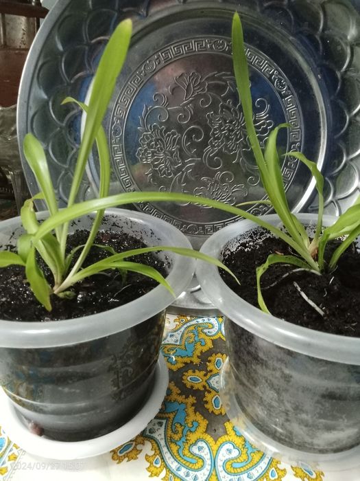 Продам хлорофитум.