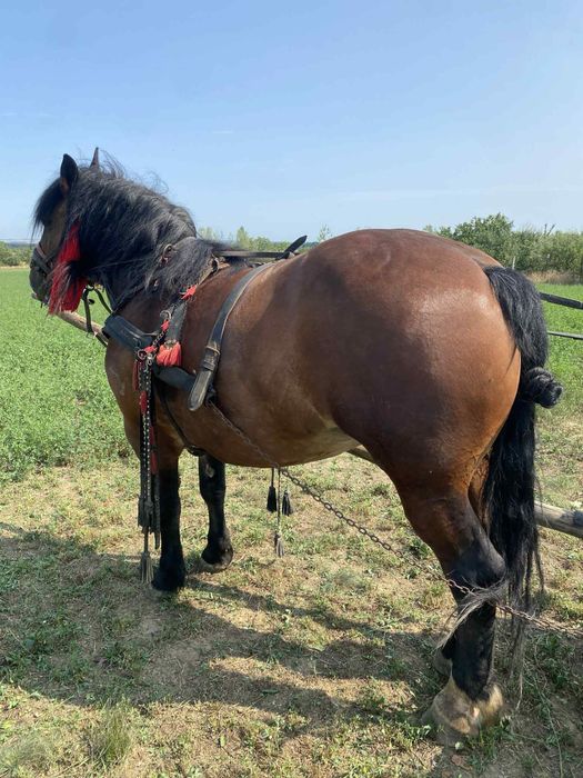 Vand iapa de 5 anii pretul e negociabil