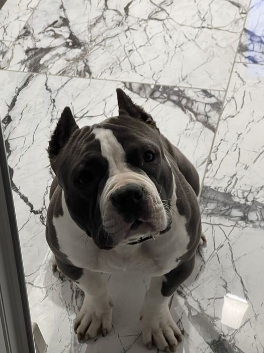 Vand catea american bully poket