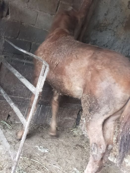 Продам жабагы 11месяц