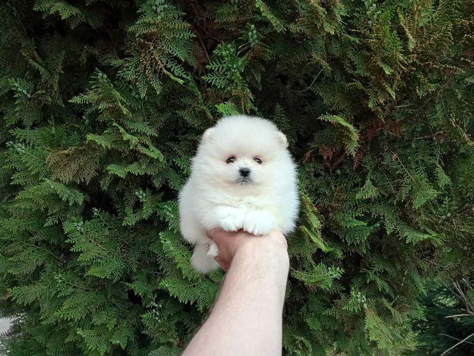 Померанчета! Мъжки и женски кученца!