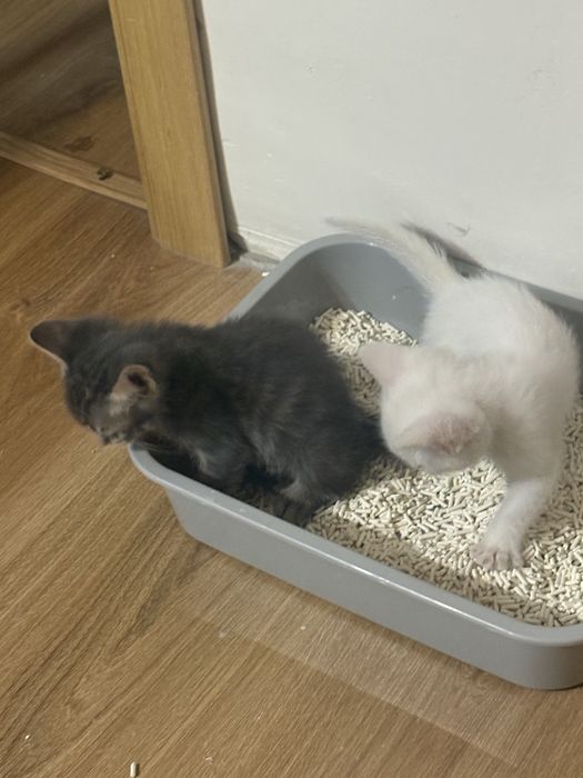 Отдам котенка 2,5 месяца