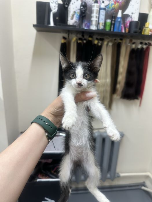 Котята в доьрые руки