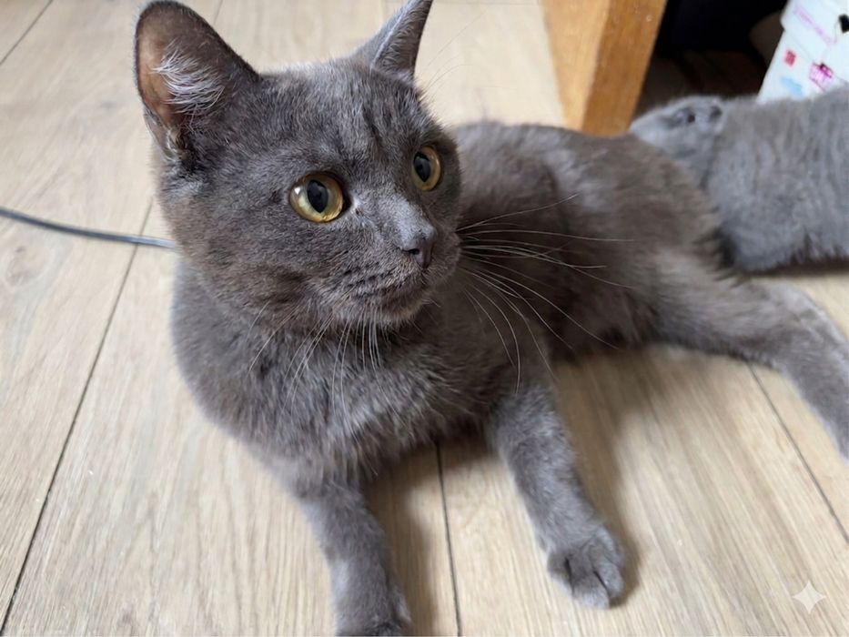 Шотландская серая кошечка (1 год 4 мес)