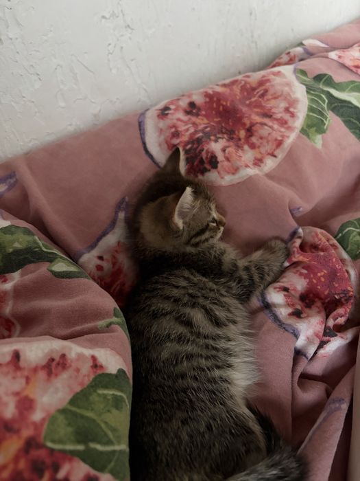 Отдам бесплатно котенка