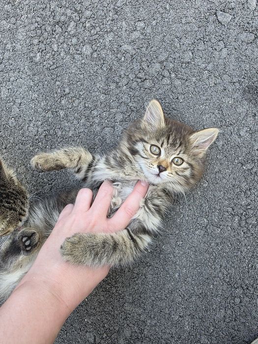 Отдам котенка в хорошие руки