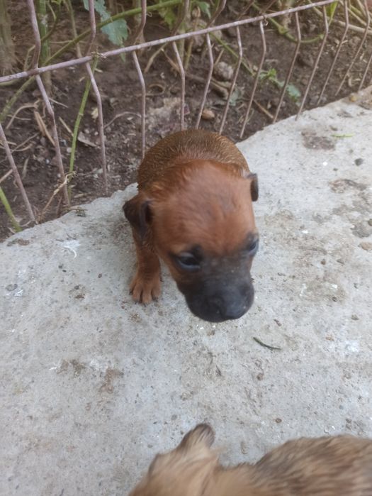 Pitbull bolasi tozza
