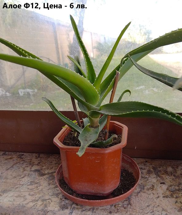 Продавам стайни растения различни видове