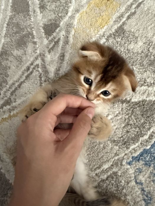 Кошка  Шиншилла милые