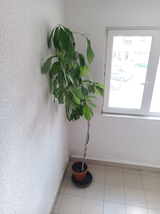 Продавам дърво авокадо