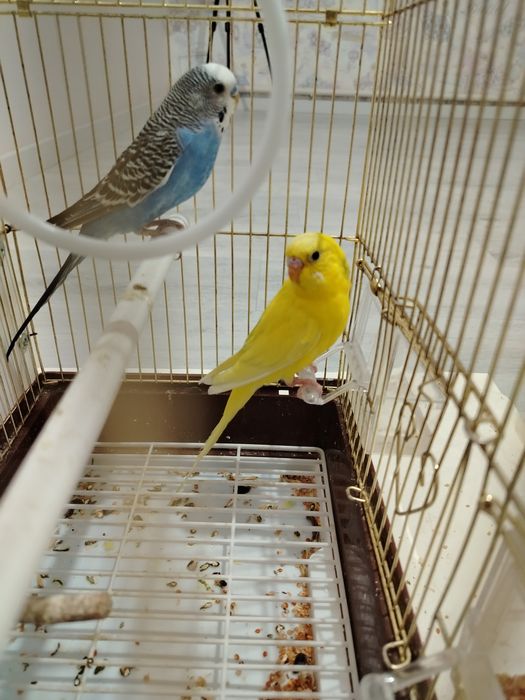 Волнистые попугай