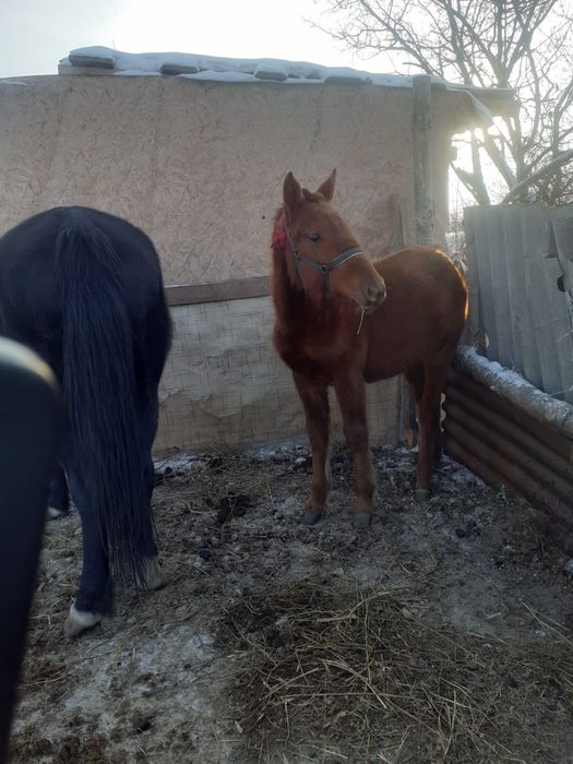 Продам жеребенка годовалый