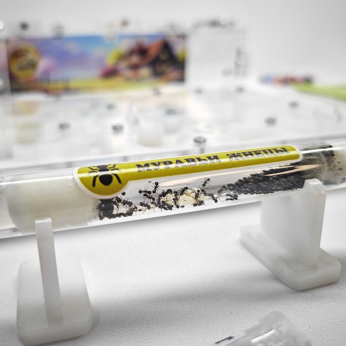 ГИПСОВЫЙ Формикарий "ADVANCED" ||| Муравьиная ферма - Муравьи жнецы