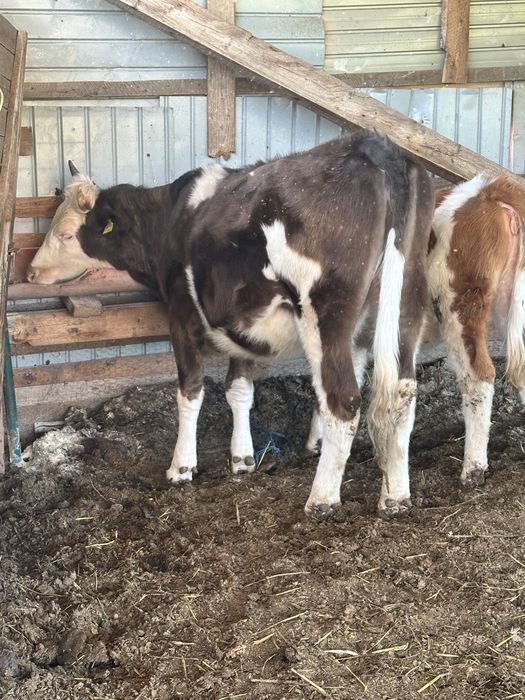 Se vinde junincuta baltata pe negru . Varsta 1.6-9 luni