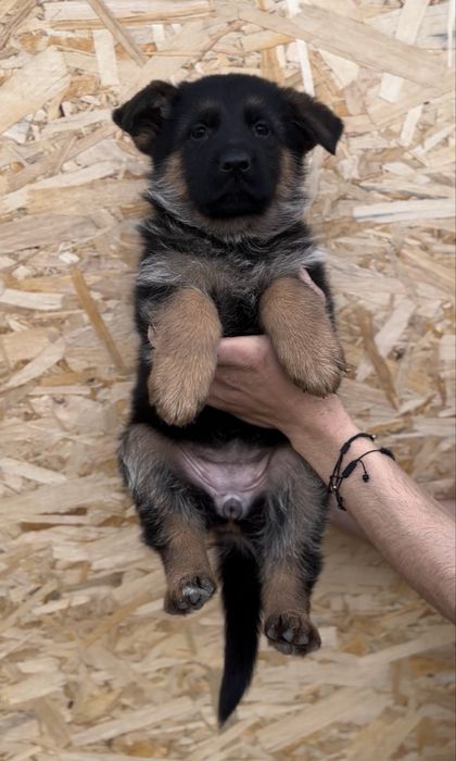 Super pui ciobanesc german cu pedigree