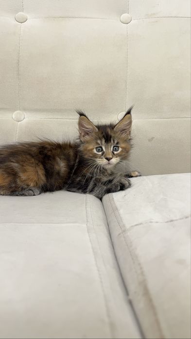 Котята Maine Coon от титулованных родителей. Цена от 650 до 1200 $