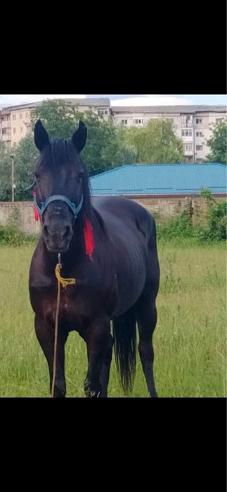 Vand iapa blanda