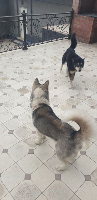 Kafolati bilan soglom