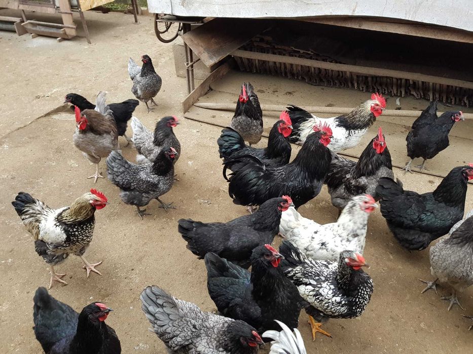 Vand cocosi Australorp/ Schimb cocos cu puicuta