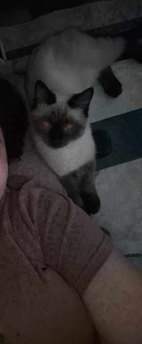 Отдам кота 7 месяцев
