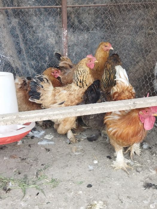Продам куры домашние