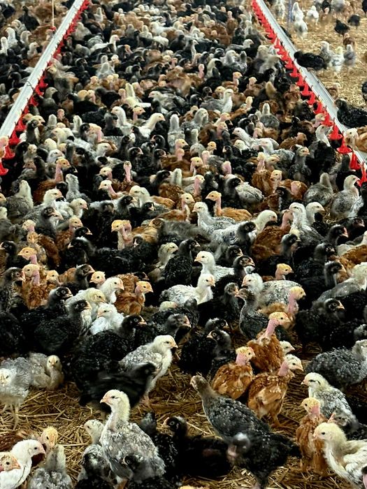 Pui rasă mixtă pentru carne și ouă