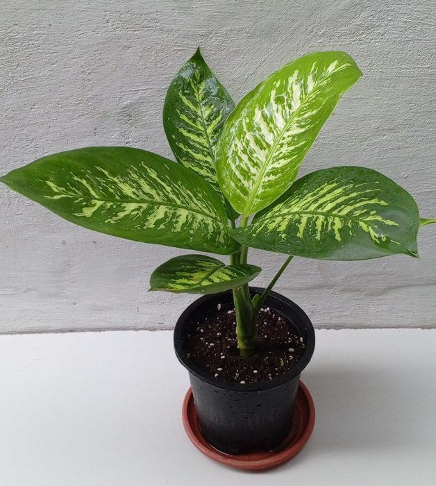 Диффенбахия Тропик Сноу. Цветы для дома и офиса.