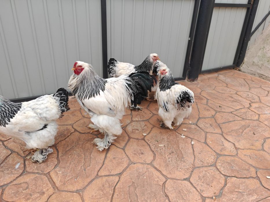 Brahma herminat deschis