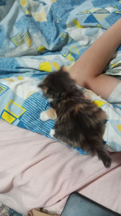 Отдаем котиков в хорошие руки