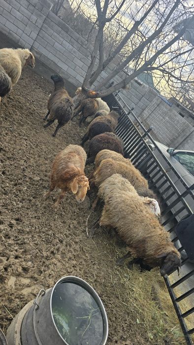 Кой 30 бас қошқар аралас