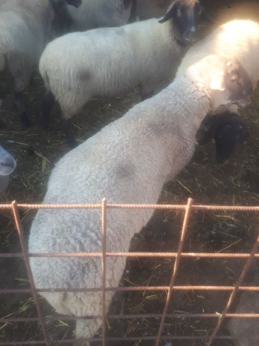 Vand berbec mior rasa de carne