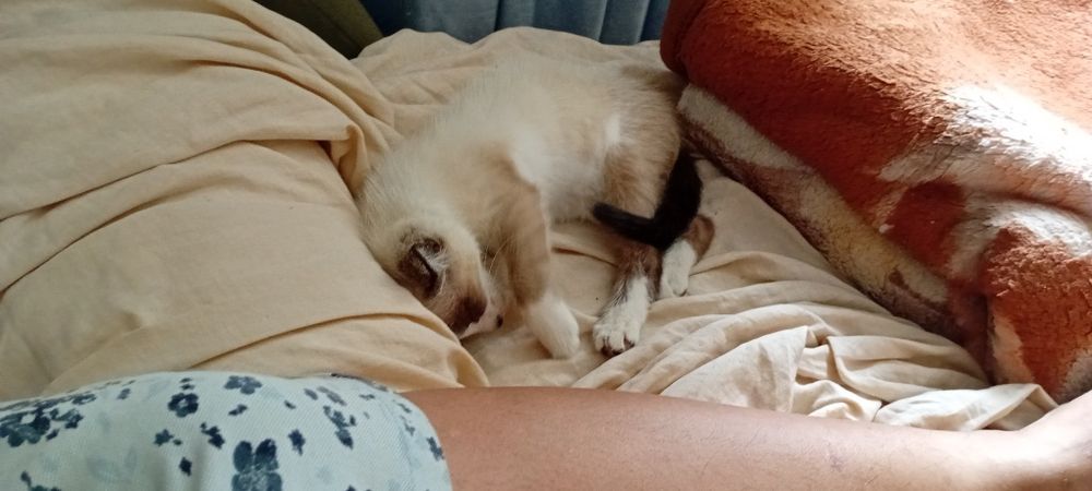 Котят отдам в добрые руки