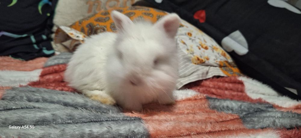 Pui de iepuri pitici cap de leu