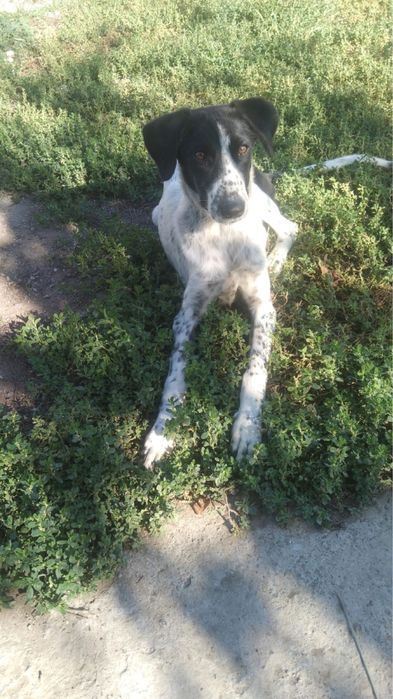 Присраивается охотничья собака (3-4 года)